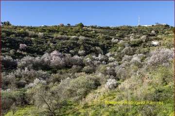 Manto de tonos blancos y rosas en Gran Canaria (Reportaje gráfico de Ildefonso Rodríguez)